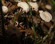 Nadel-Stinkschwindling, Foto 25