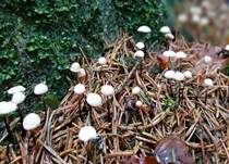 Nadel-Stinkschwindling, Foto 30
