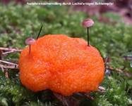 Nadel-Stinkschwindling, Foto 7