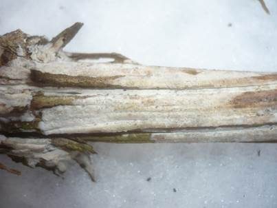 Nadelholz-Membranrindenpilz, Foto 5