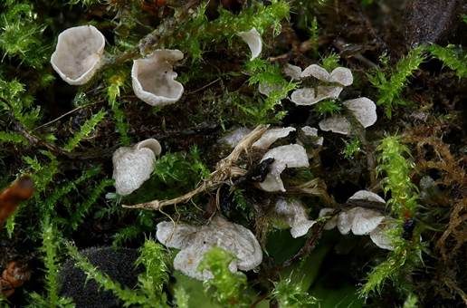 Blasser Adermoosling, Foto 3