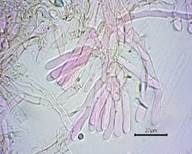Blasser Adermoosling, Foto 27