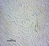 Blasser Adermoosling, Foto 29