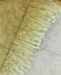 Blasser Adermoosling, Foto 33