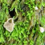 Blasser Adermoosling, Foto 6
