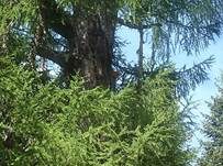 Nadelholzschwefelporling, Foto 14