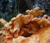 Nadelholzschwefelporling, Foto 7