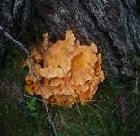 Nadelholzschwefelporling, Foto 9