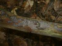 Nadelholz-Zystidenrindenpilz, Foto 5