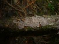 Nadelholz-Zystidenrindenpilz, Foto 6