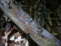 Nadelholz-Zystidenrindenpilz, Foto 7