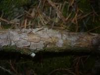 Nadelholz-Zystidenrindenpilz, Foto 8