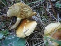 Nadelschüppling, Foto 14