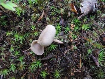 Napfförmige Lorchel, Foto 6