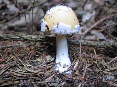Narzissengelber Wulstling, Foto 2