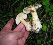 Narzissengelber Wulstling, Foto 46