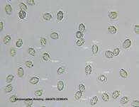 Narzissengelber Wulstling, Foto 54