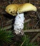 Narzissengelber Wulstling, Foto 8
