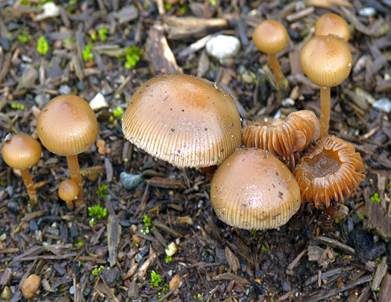 Natternstieliger Kahlkopf, Foto 2