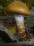 Natternstieliger Schleimkopf, Foto 13