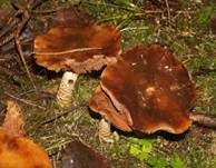 Natternstieliger Schleimkopf, Foto 18