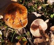 Natternstieliger Schleimkopf, Foto 8