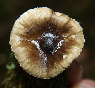Natternstieliger Schneckling, Foto 3