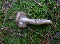 Natternstieliger Schneckling, Foto 13