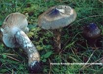 Natternstieliger Schneckling, Foto 32