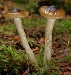 Natternstieliger Schneckling, Foto 6
