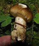 Natternstieliger Schneckling, Foto 7