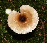 Natternstieliger Schneckling, Foto 8