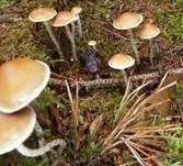 Natternstieliger Schwefelkopf, Foto 22