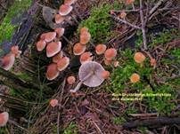 Natternstieliger Schwefelkopf, Foto 6