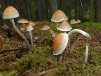 Natternstieliger Schwefelkopf, Foto 7