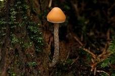Natternstieliger Schwefelkopf, Foto 8