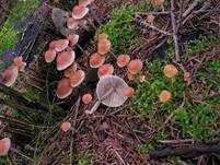 Natternstieliger Schwefelkopf, Foto 10