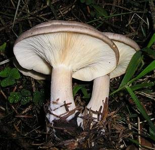 Nebelkappe, Foto 5