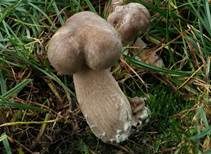 Nebelkappe, Foto 7