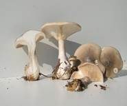 Nebelkappe, Foto 8