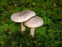 Nebelkappe, Foto 65