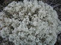 Neigende Strauchflechte, Foto 8