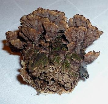Nelkenförmiger Warzenpilz, Foto 2