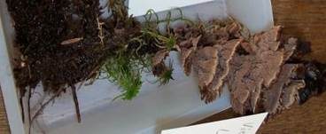 Nelkenförmiger Warzenpilz, Foto 17