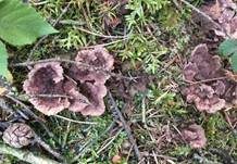 Nelkenförmiger Warzenpilz, Foto 20