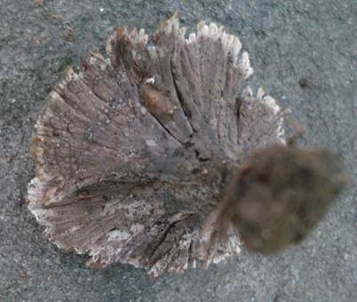 Nelkenförmiger Warzenpilz, Foto 4