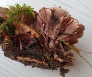Nelkenförmiger Warzenpilz, Foto 22