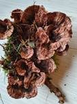Nelkenförmiger Warzenpilz, Foto 23