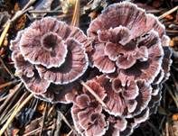 Nelkenförmiger Warzenpilz, Foto 8