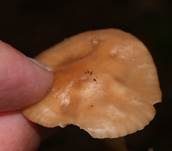 Nelkenschwindling, Foto 14